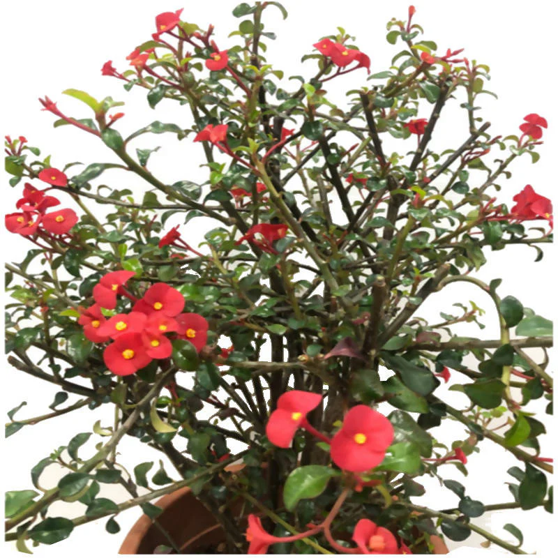 Euphorbia Geroldii Euphorbia Geroldii