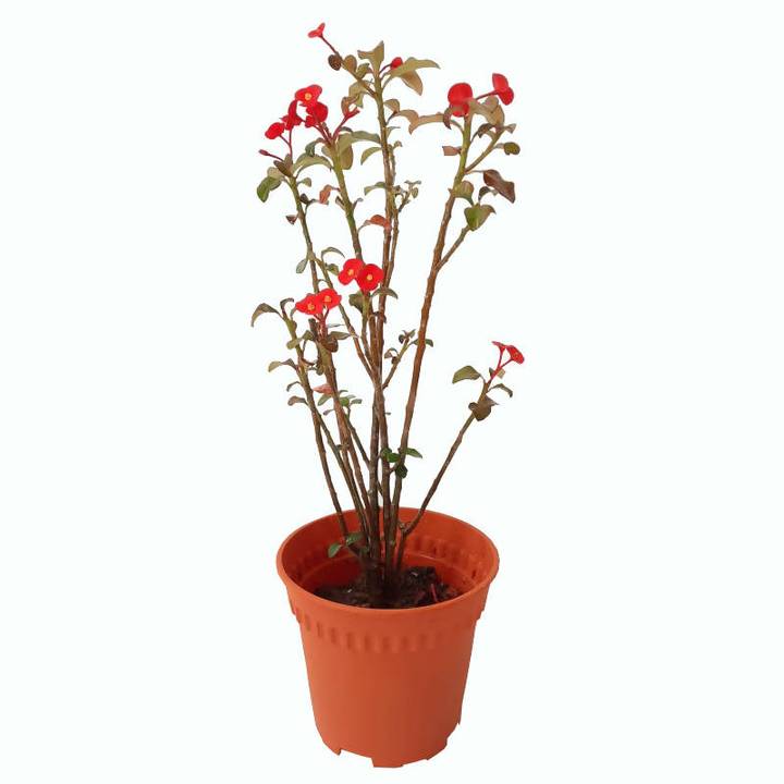 Euphorbia Geroldii Euphorbia Geroldii