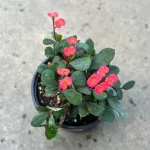 Euphorbia Milii