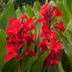 Canna Lily Red