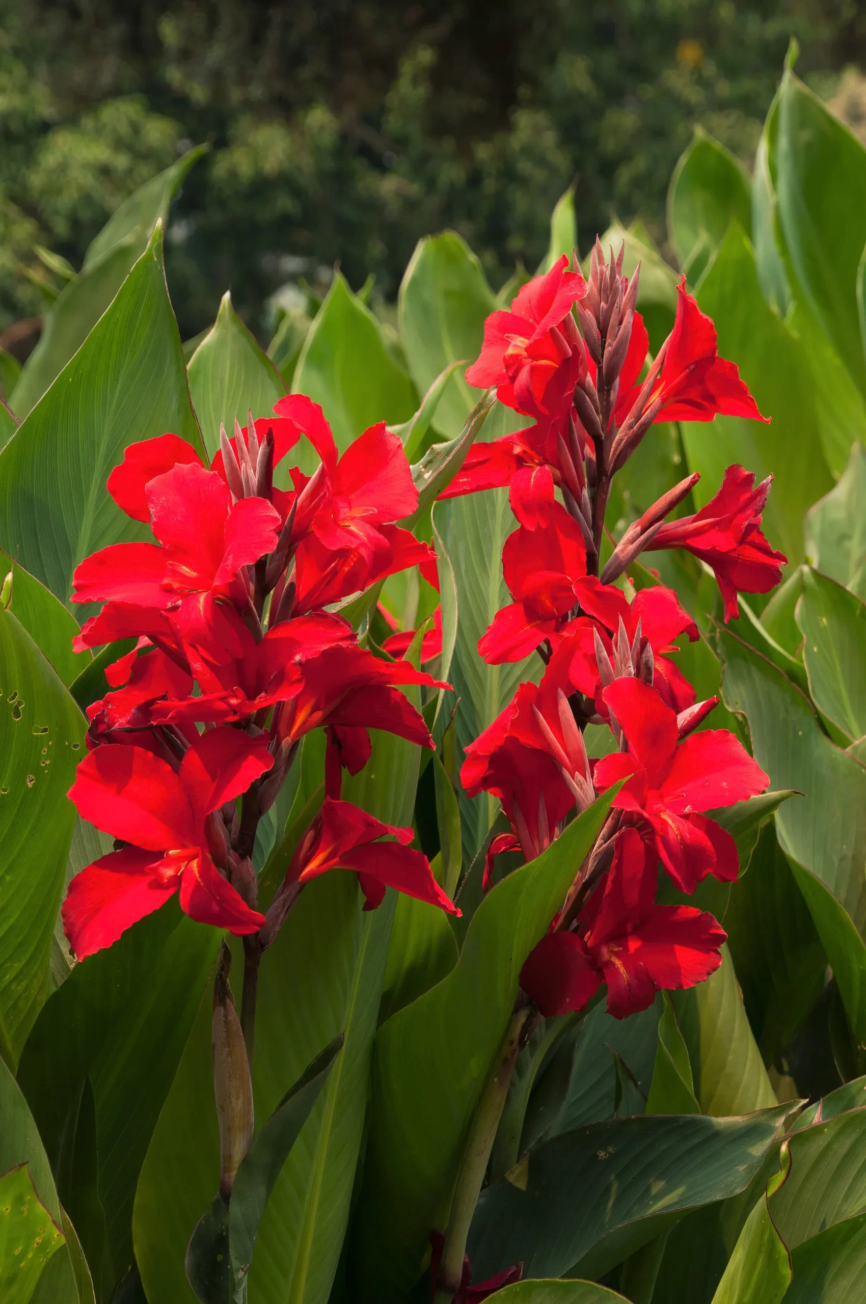 Canna Lily Red Canna Lily Red