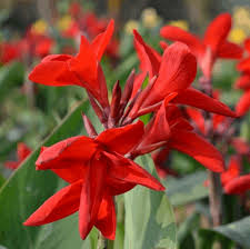 Canna Lily Red