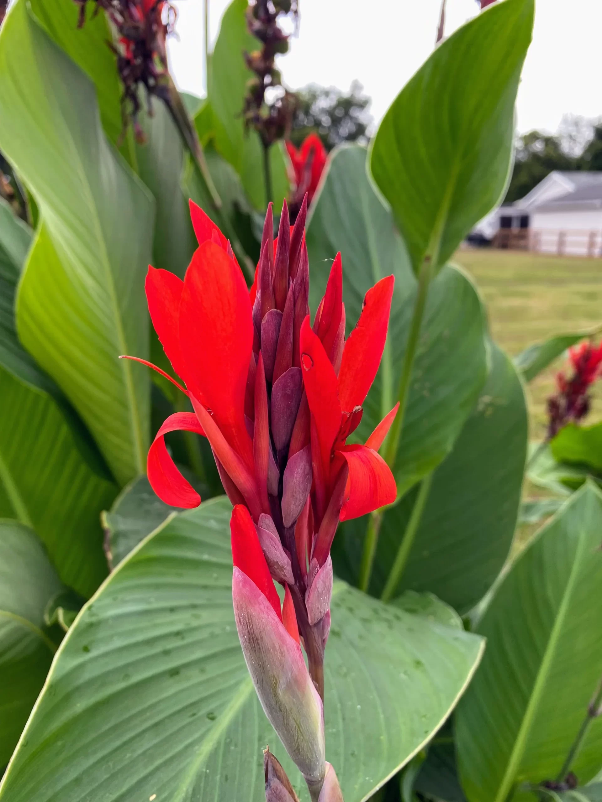 Canna Lily Red Canna Lily Red