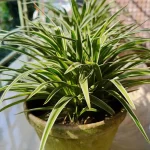 Spider Plant