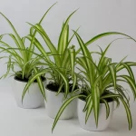 Spider Plant